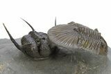 Scabriscutellum Trilobite Laying On Spiny Cyphaspis #312739-3